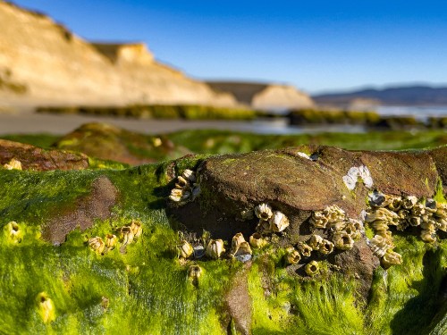 Barnacle World