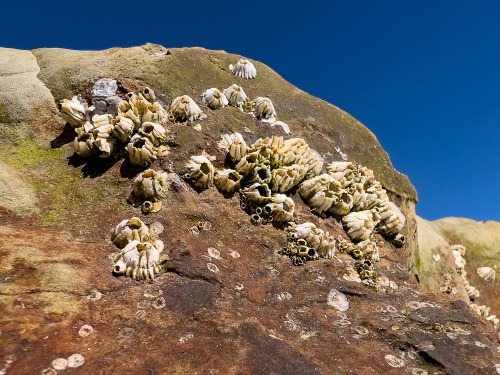 Blue Sky and Barnacles