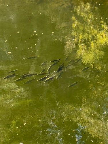 Spawning Salmon 5487