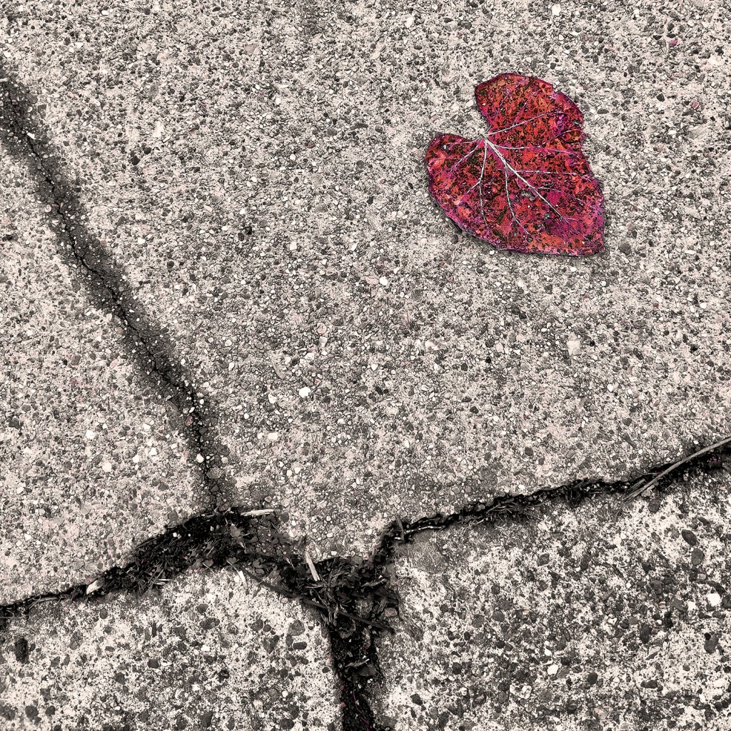 Heart Leaf on pavement