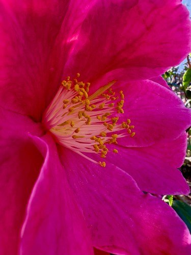 Camellia