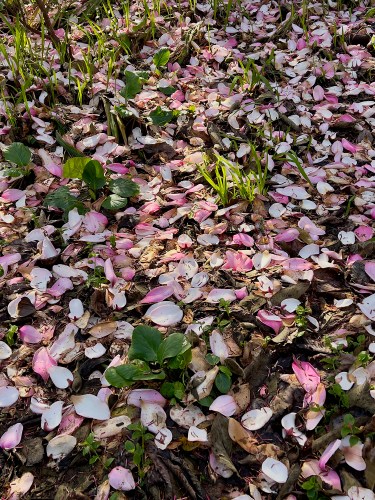 Fallen Magnolia Petals