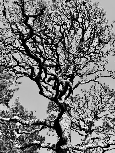 Gnarled Trees