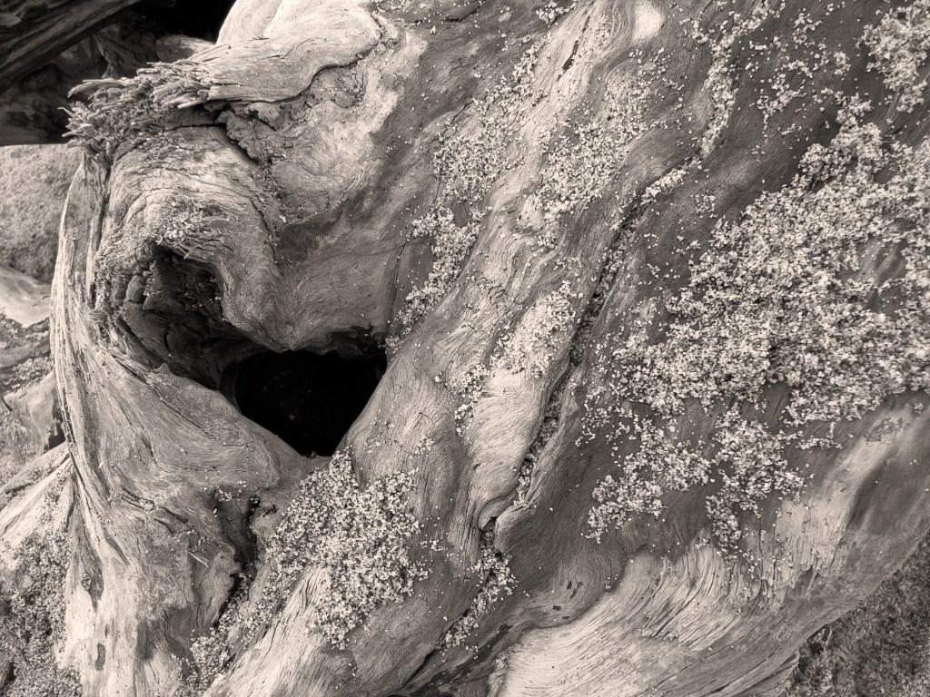 Gnarled Driftwood, Sand and Heart