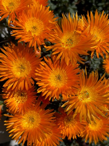 Orange Flowers