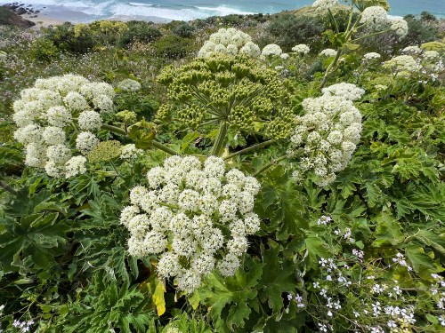 Heracleum