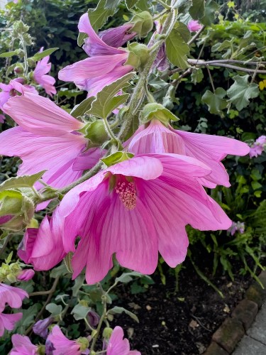 Pink Mallow 6970web