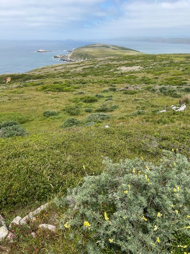 Tomales Point Trail 6877