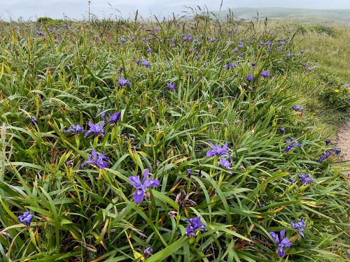 Wild Iris