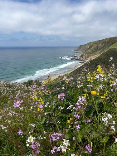 Wildflowers and beach 6899