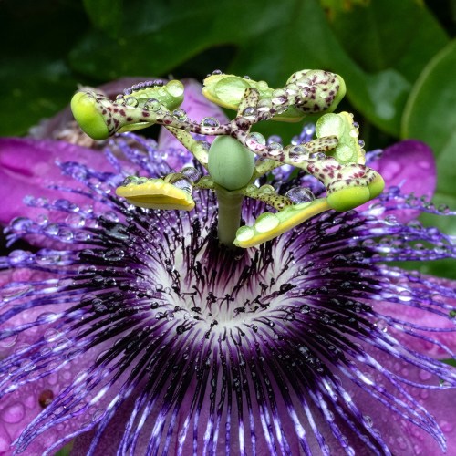 Passion Fruit Flower