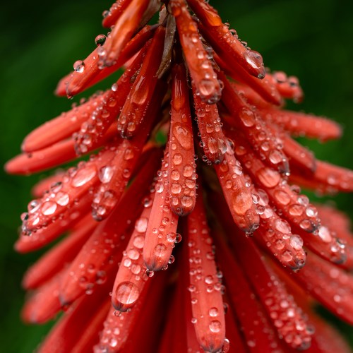 Red Hot Poker