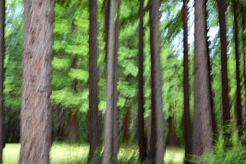 Trees ICM 1646