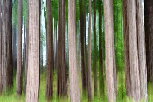 Trees ICM 1711