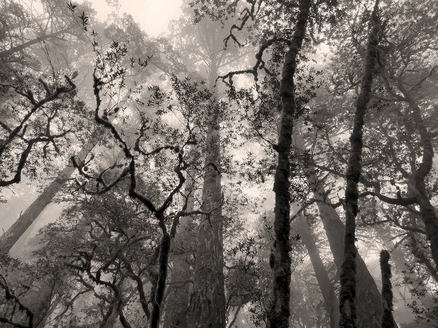 JUNE Layers of Trees in Fog Layers of Trees in Fog