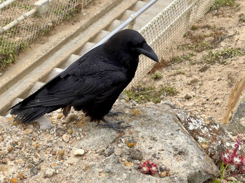 Raven 7713
