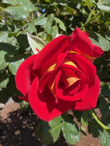Red Rose 7779