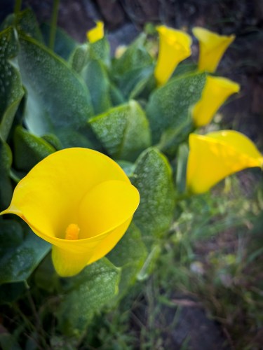 Yellow Calla Lilies 7513