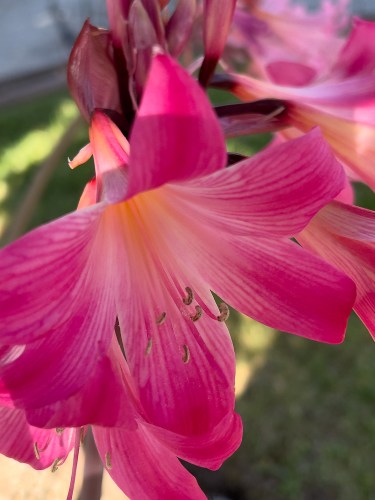 Pink Lady 8225