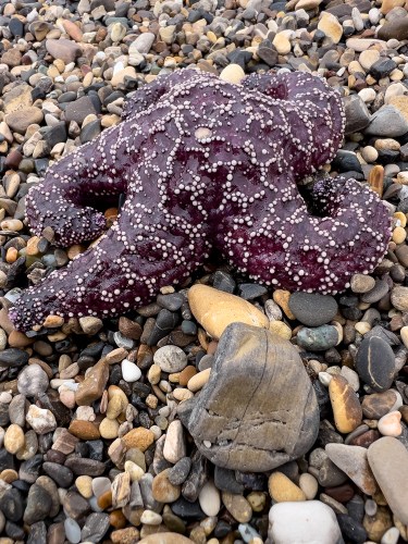 Starfish 8114