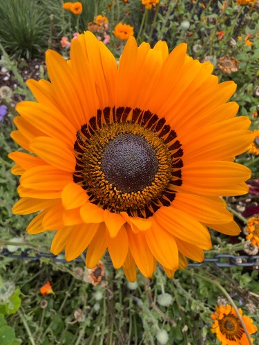 Sunflower 8210