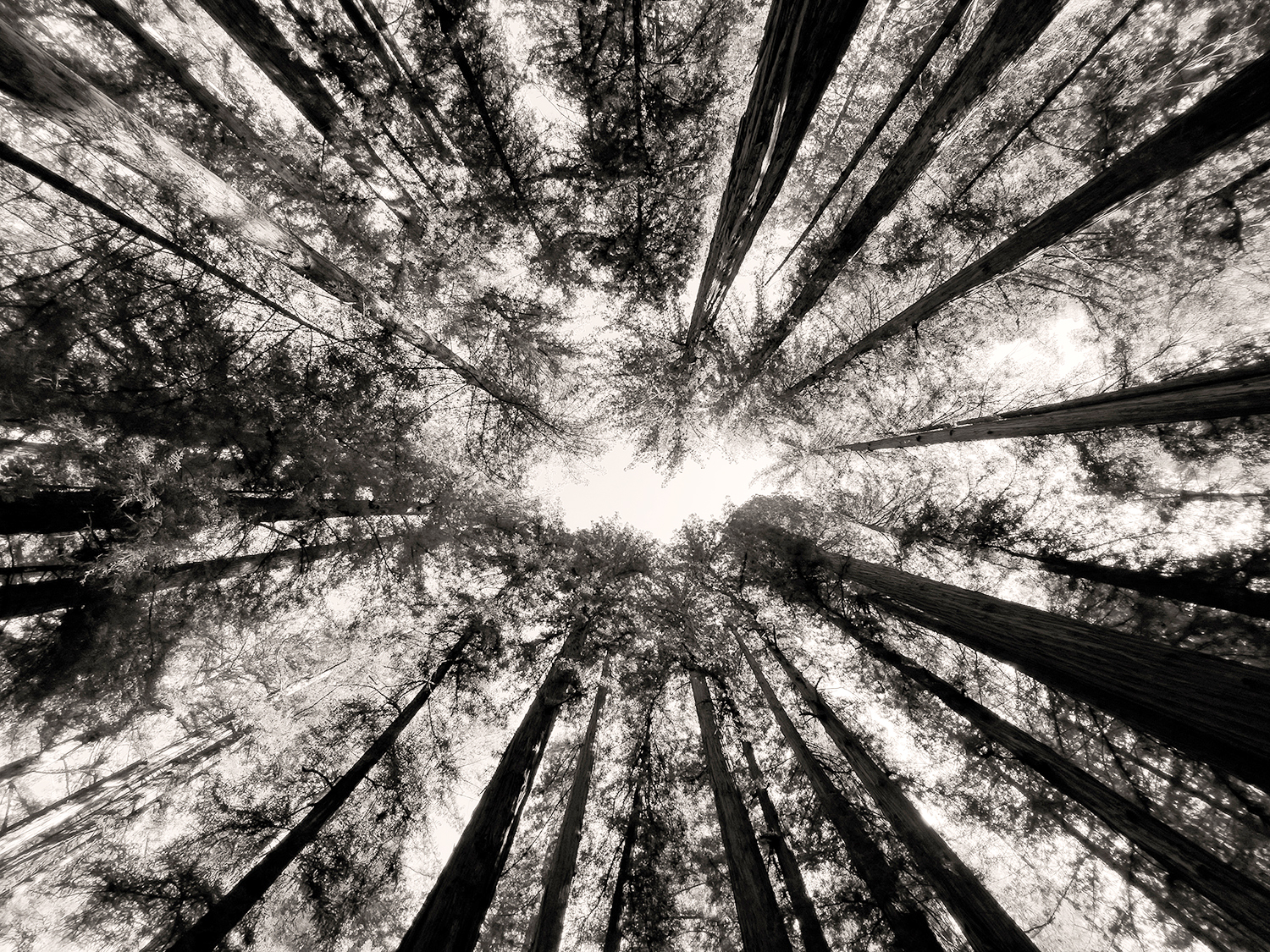 Redwoods Crown Heart sepia Redwoods Crown Heart