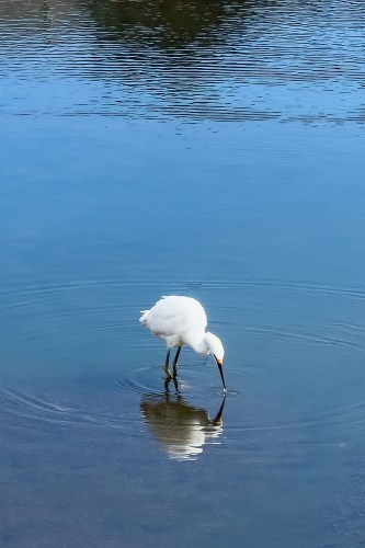 White Egret