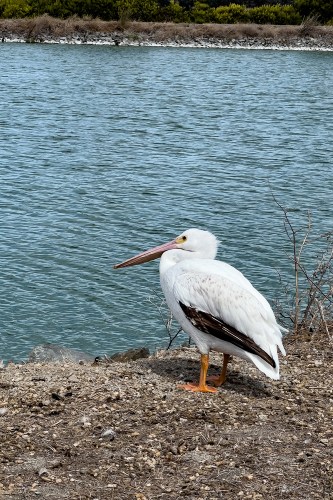 White Pelican
